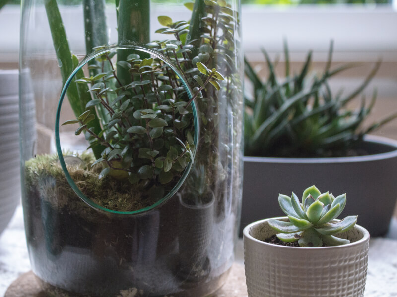 A glass terrarium next to other potted succulents